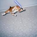 Cats with lightsabers 6