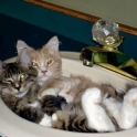 Cute kittens in a sink