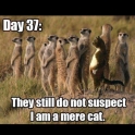 Day 37 They still do not suspect I am a mere cat