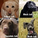 Different Lab dogs