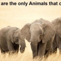 Elephants are the only animals that cant jump