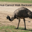Emus cannot walk backwards