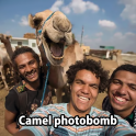 Even camels can photobomb