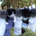 Five cute kittens in socks