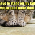 I have to stand on my tail