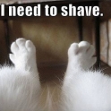 I need to shave