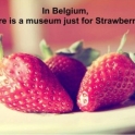 In Belgium there is a museum just for Strawberries