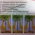 Its true about Giraffes