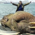 Just a walrus on a submarine