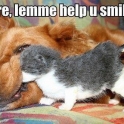 Kitten helping dog smile