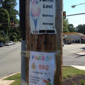 Lost Found Parrot