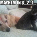 Mayhem in 3...2...1...