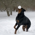 Never bring a dog to a snow fight