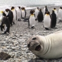 Seal Loving the photobomb