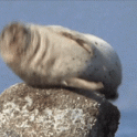 Seal with Hiccups