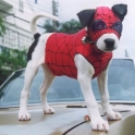 Spider Dog Spider Dog