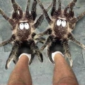 Spider Slippers