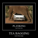 Tea Bagging2
