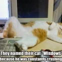 They named their cat Windows