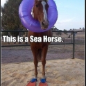 This is a Sea Horse