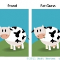 Tricks to teach your pet cow