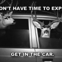 We dont have time to explain GET IN THE CAR