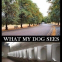 What I see what my dog sees