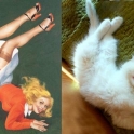cats that look like pin up girls 12