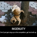 ingenuity2