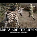 zebras are terrifying2