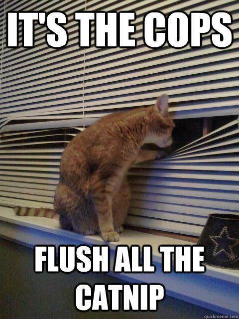 flush-the-catnip.jpg