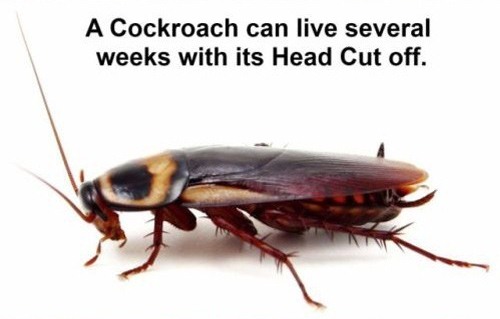 A Cockroach can live several weeks with its head cut off