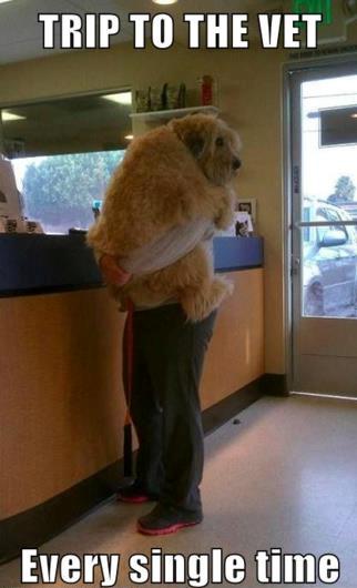 A Trip to the vets
