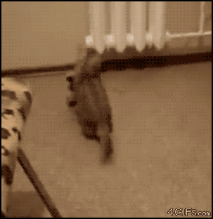 Anti gravity cat chases toy mouse