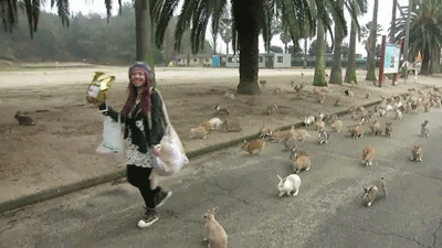 Attack of the bunnies