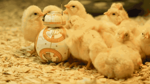 BB-8 With Chicks