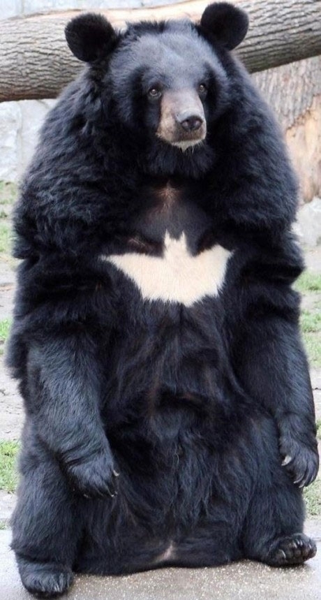 Batman's Batbear