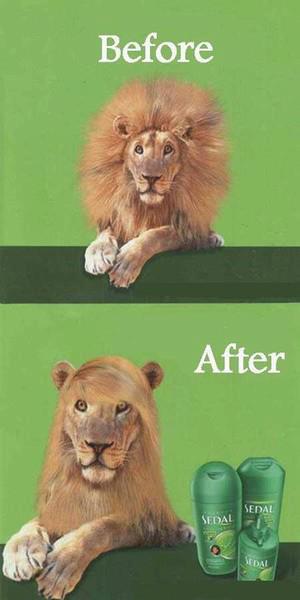 Before and After Lion