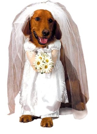 Bride dog