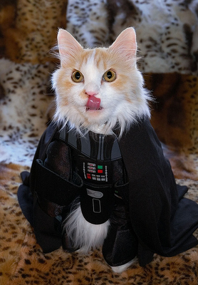 Cat Darth Vader