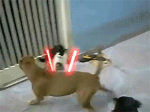Cat and dog fight