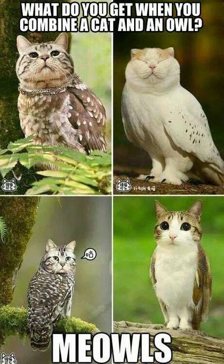 Cat combined with an Owl