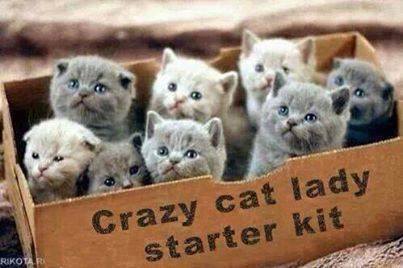 Cat lady starter kit