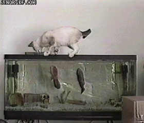 Cat vs Vicious Fish