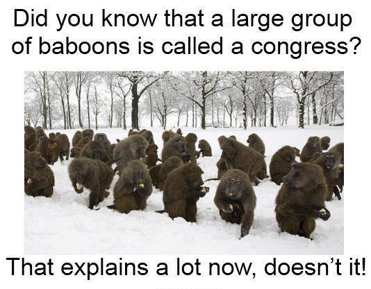 Did you know that a large group of Baboons...
