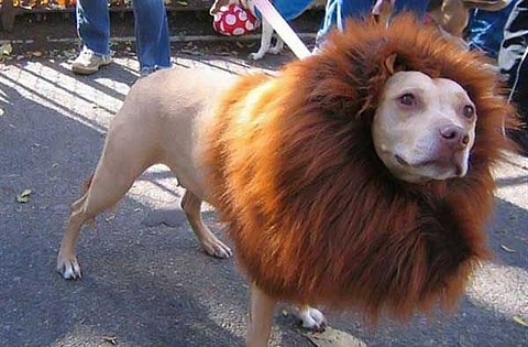 Dog Dress As A Lion