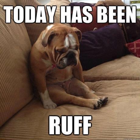 Dog has a ruff day