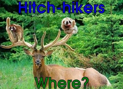 Hitch Hikers Where