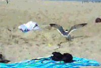 How to prey on a seagull