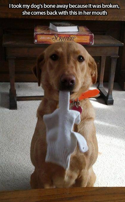 How your dog can give you the finger